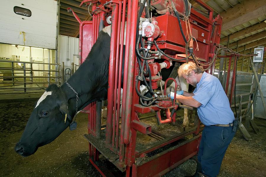 Farmer Checking A Cows Hoof Photograph by Science Photo Library