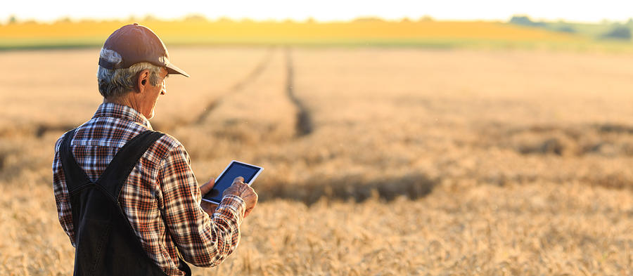 Farmer examinig wheat field status with digital tablet Photograph by Valentinrussanov