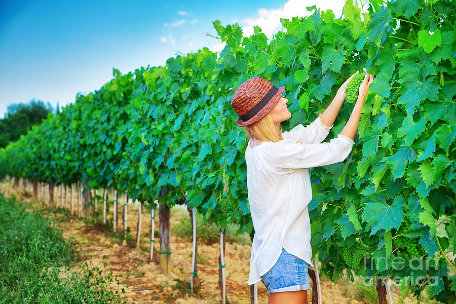 Grape Photograph - Farmer girl on vineyard by Anna Om