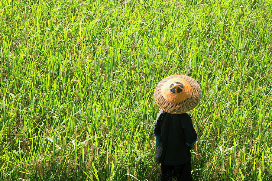 Farmer In Rice Field Near Harvest Time Photograph by Grant Faint