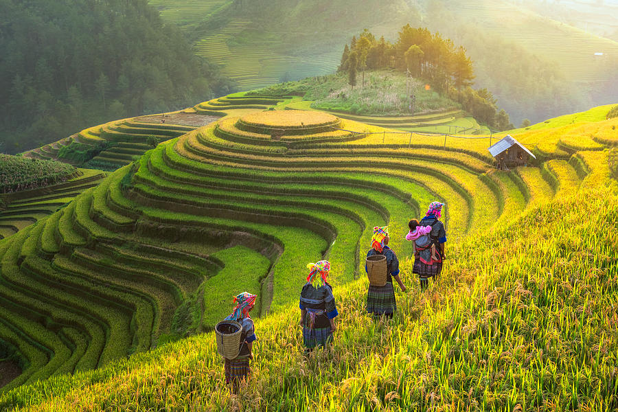 Farmer in rice terrace Vietnam come back to home Photograph by Peerapas Mahamongkolsawas