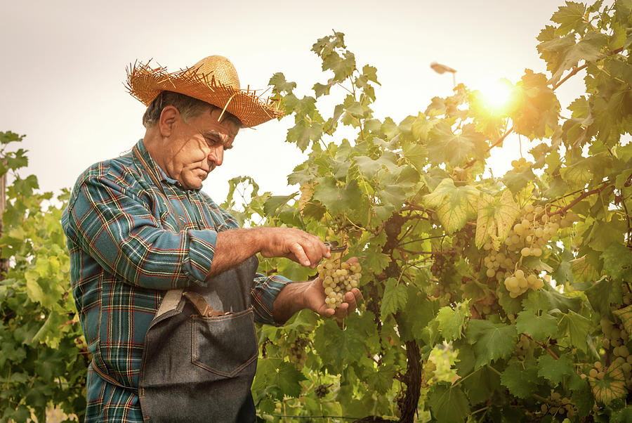 Farmer Man Cutting A Grape Bunch With Photograph by Filippobacci