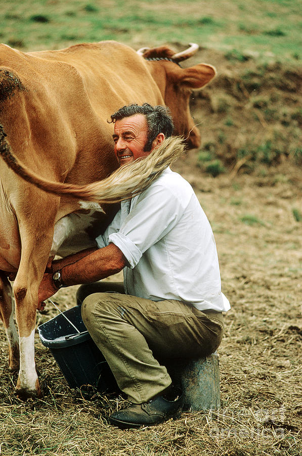 Farmer Milking A Guernsey Cow Photograph by James L. Amos