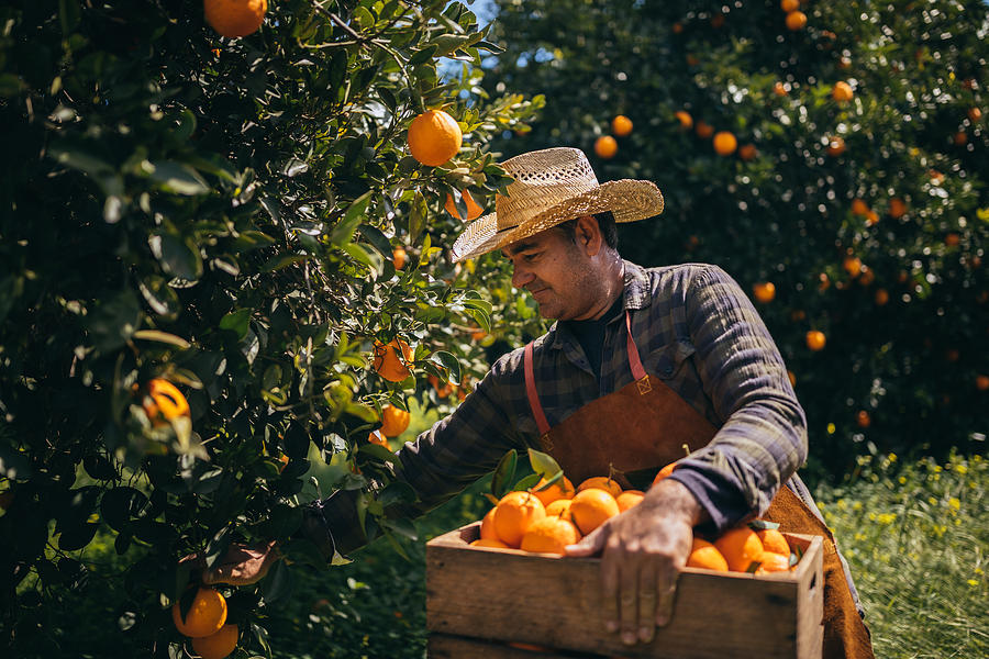 Farmer picking ripe oranges from orange trees in orange grove Photograph by Wundervisuals