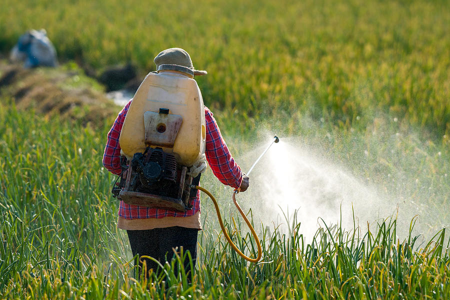Farmer spraying pesticide. Photograph by Boonchai Wedmakawand