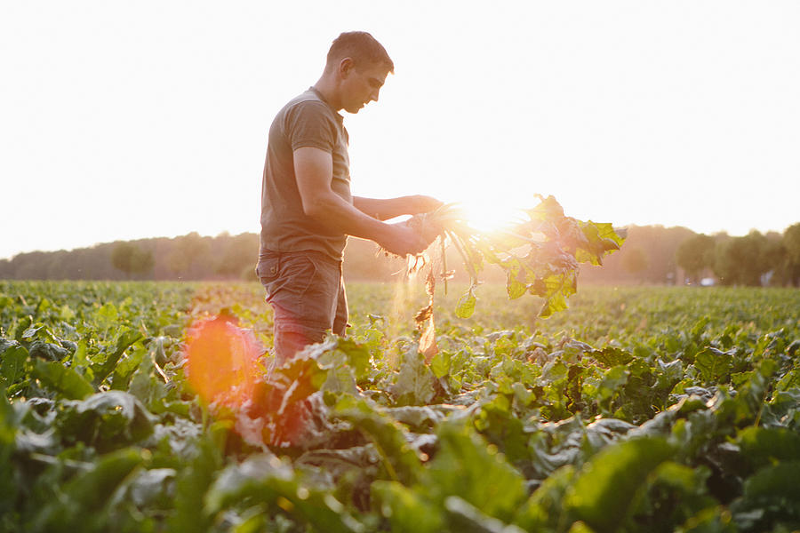 Farmer Stands In His Fields, Looks At His Sugar Beets Photograph by Fotografixx