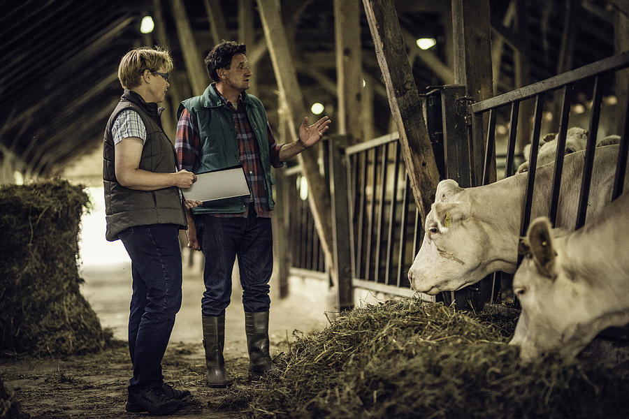 Farmer talking to inspector in a barn Photograph by Vm