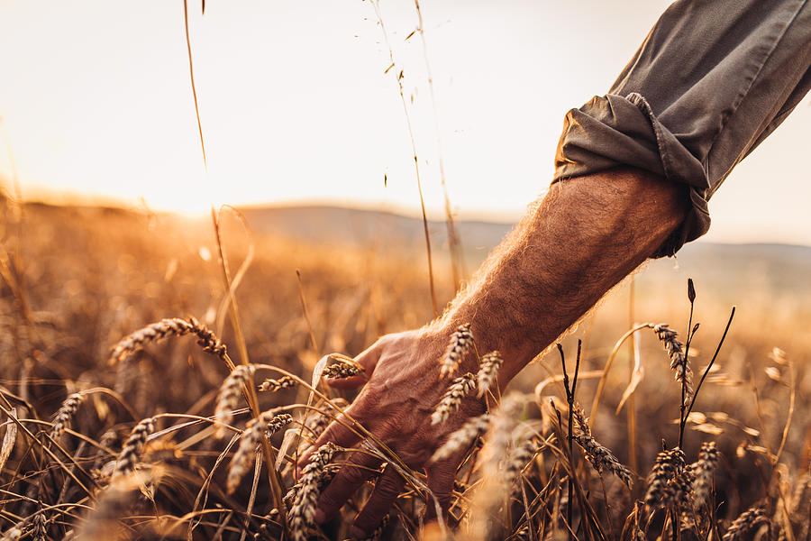 Farmer touching golden heads of wheat while walking through field Photograph by Hirurg