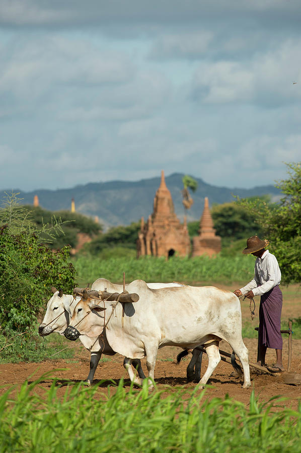 Farmer With Cattle, Ancient City Of Photograph by Cultura Rm Exclusive/yellowdog
