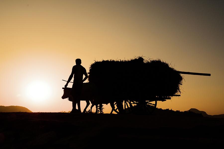 Farmer With His Harvest At Sunset Photograph by Pallab Seth