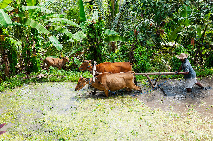 Nature Photograph - Farmer With Oxen Working In Paddy by Panoramic Images