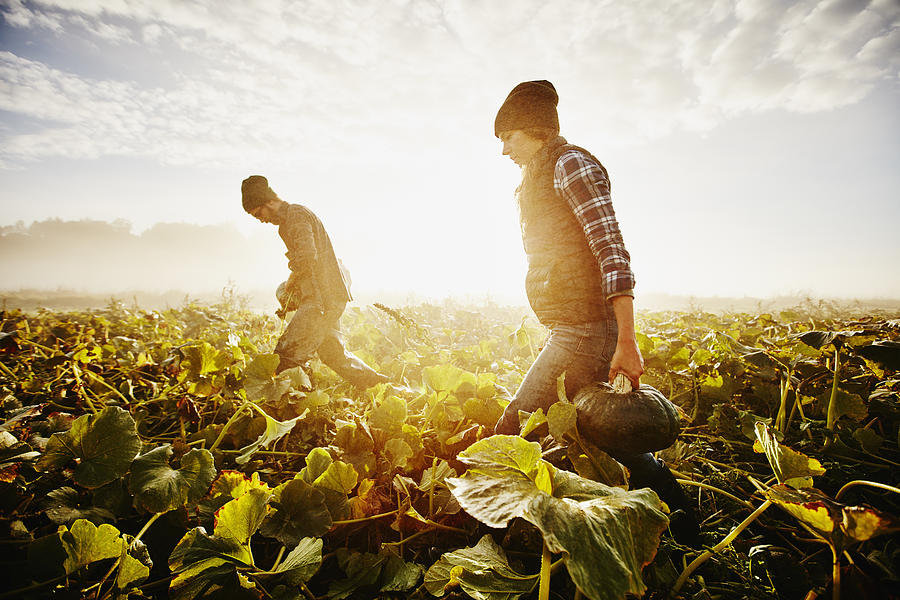 Farmers carrying organic squash during harvest Photograph by Thomas Barwick