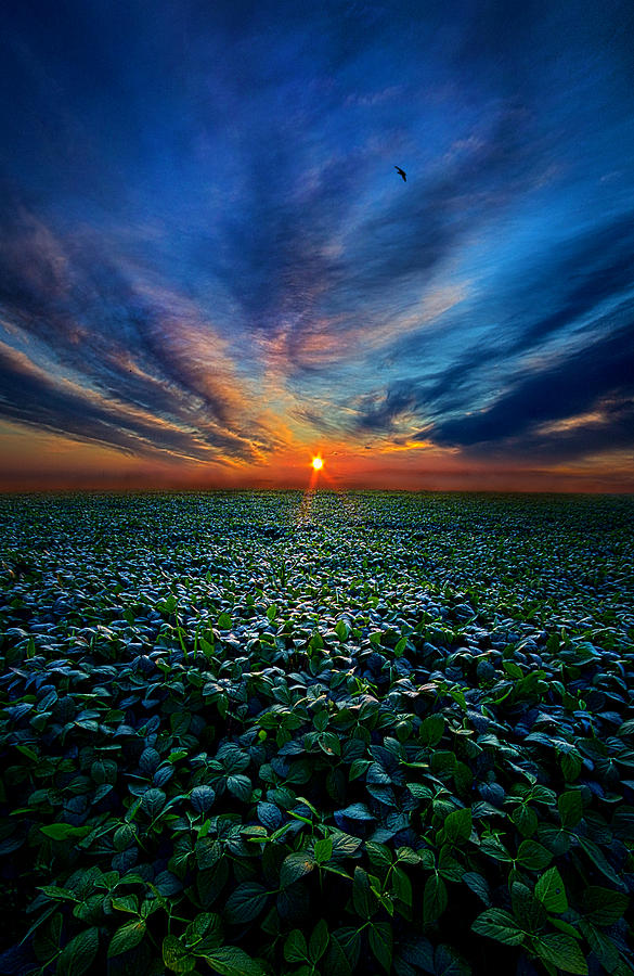 Farmers Delight Photograph by Phil Koch