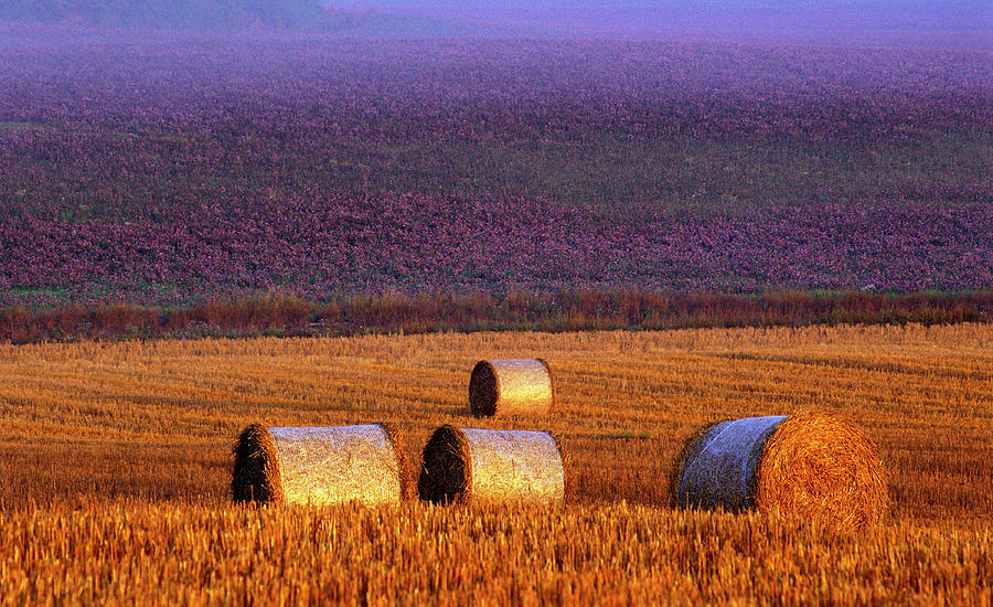 Farmers Field Photograph by Allan Wallberg