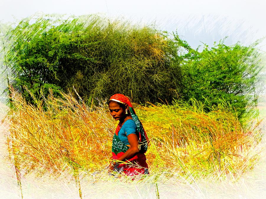 Farmers Fields Harvest India Rajasthan 2a Photograph by Sue Jacobi