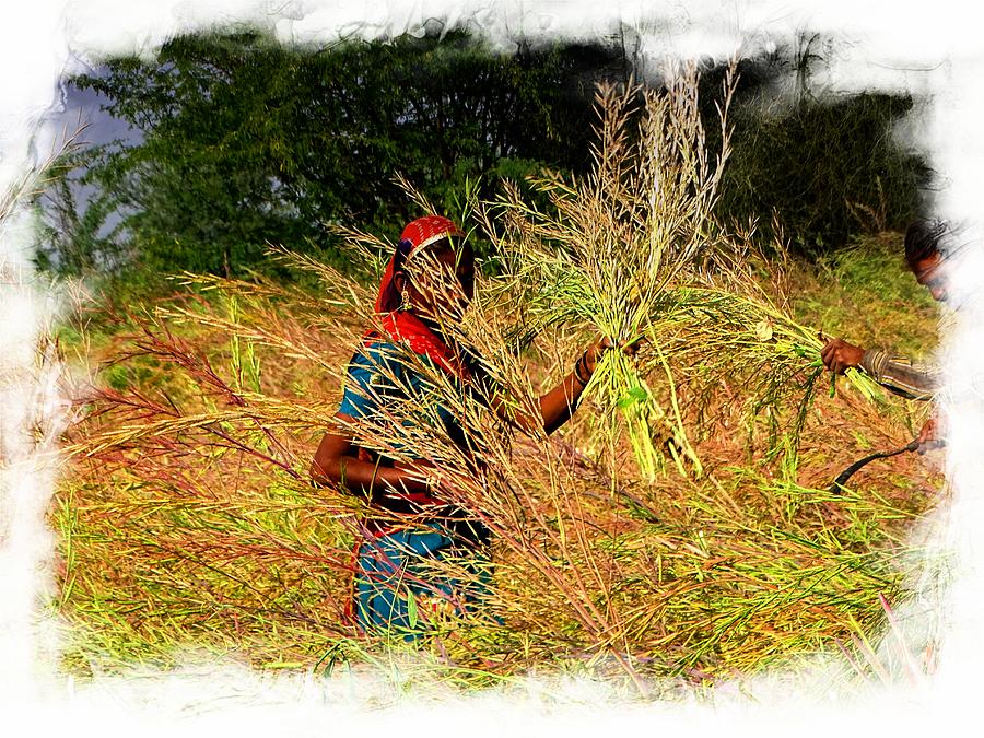 Farmers Fields Harvest India Rajasthan 3b Photograph by Sue Jacobi