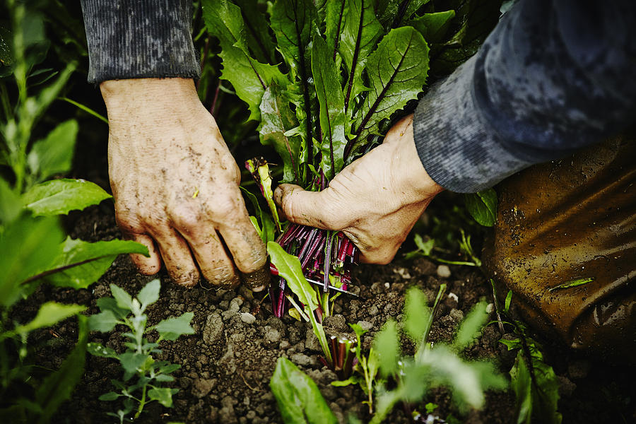 Farmers hands cutting dandelion greens Photograph by Thomas Barwick