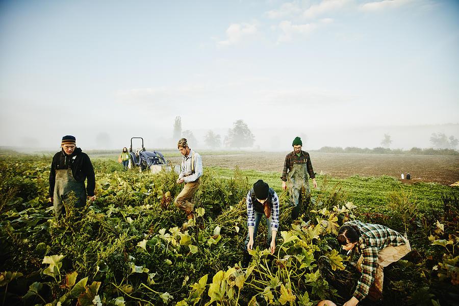 Farmers harvesting organic squash in field Photograph by Thomas Barwick