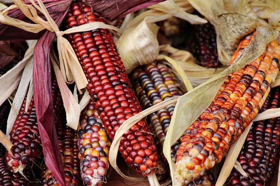 Fall Photograph - Farmers Market Flint Corn by Rory Siegel