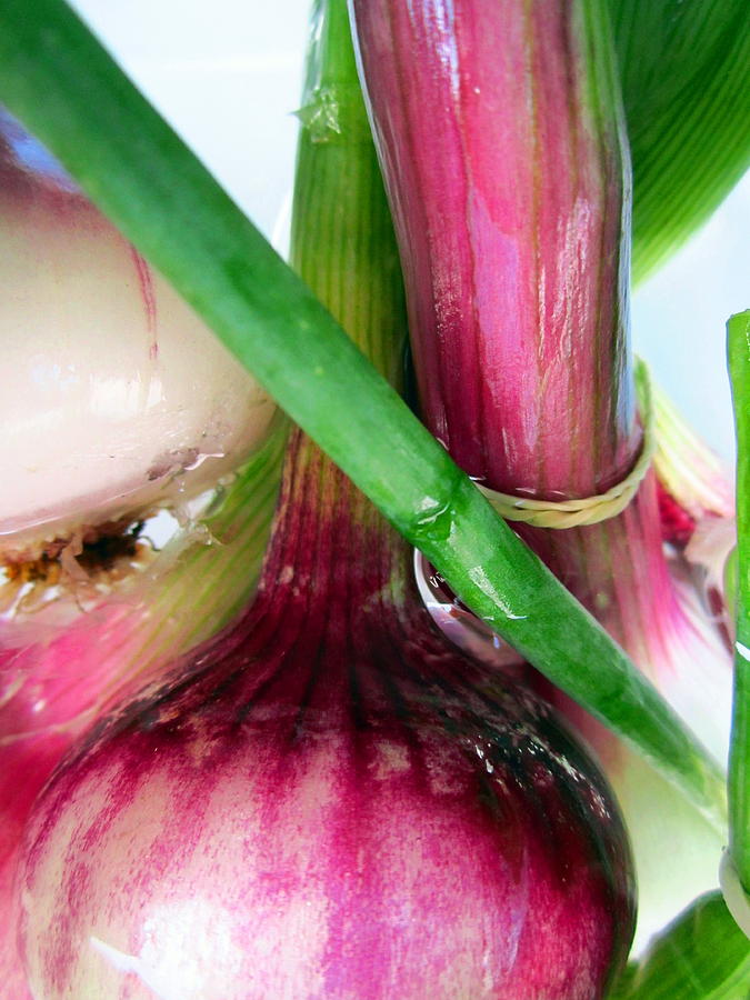 Farmers Market Onions Photograph by Cynthia  Clark