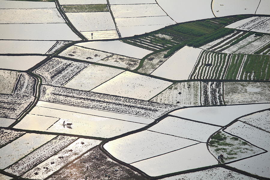 Farmers Plough Paddy Field Photograph by Bihaibo