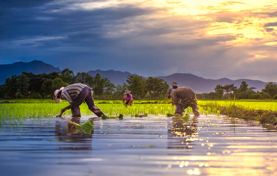 Farmers Photograph by Wiratgasem
