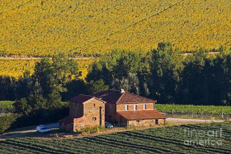 Nature Photograph - Farmhouse And Sunflowers, Italy by Tim Holt