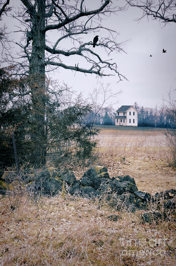 Bird Photograph - Farmhouse Tree and Broken Stone Fence by Jill Battaglia