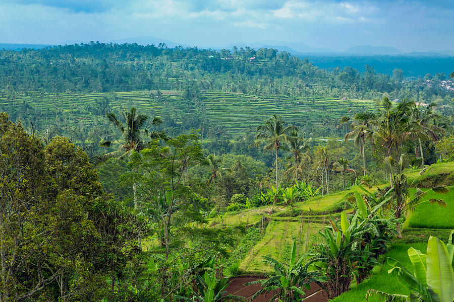 Farming - Bali Photograph by Matthew Onheiber