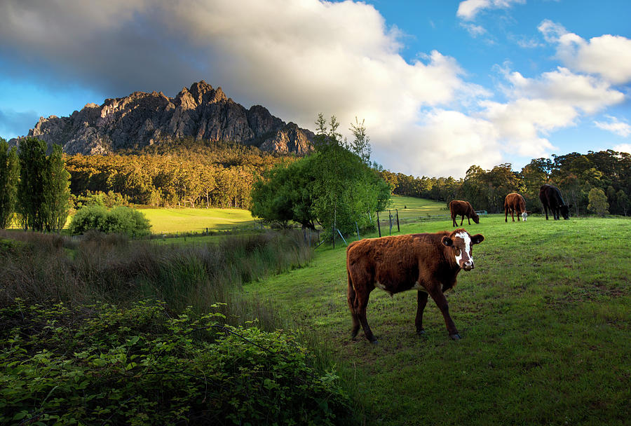 Farming At Tasmania Photograph by Atomiczen