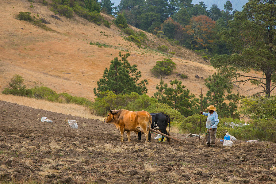 Farming Latuvi Photograph by Jurgen Lorenzen