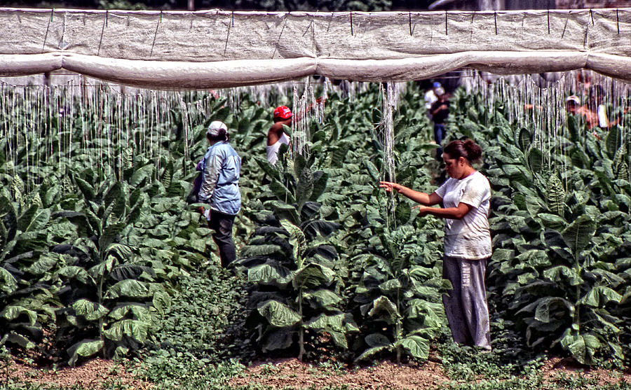 Farming Tobacco No 2 Photograph by Mike Martin