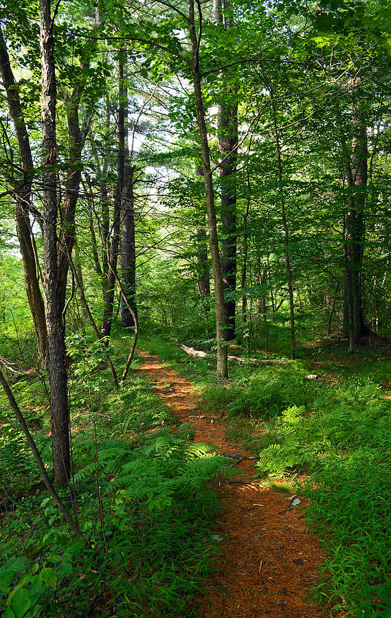 Farmington River Walk No. 1 Photograph by Geoffrey Coelho | Fine Art ...