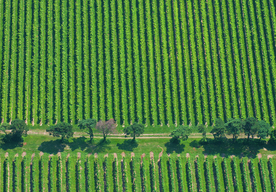 Farmland Aerial Photo Photograph by Dan prat