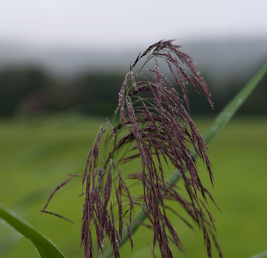 Farmland Flowers and Rain Photograph by Miguel Winterpacht