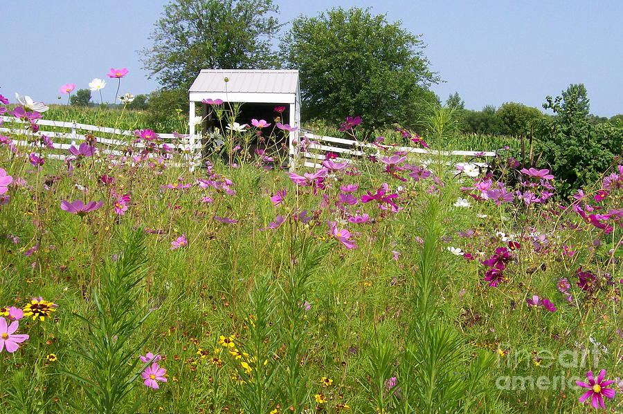 Summer Photograph - Farmscape with Cosmos by Laurie Eve Loftin