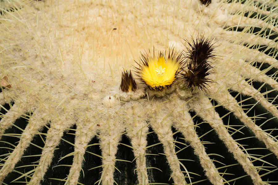 Nature Photograph - Fascinating Cactus Bloom - Soft and Fragile Among the Thorns by Georgia Mizuleva
