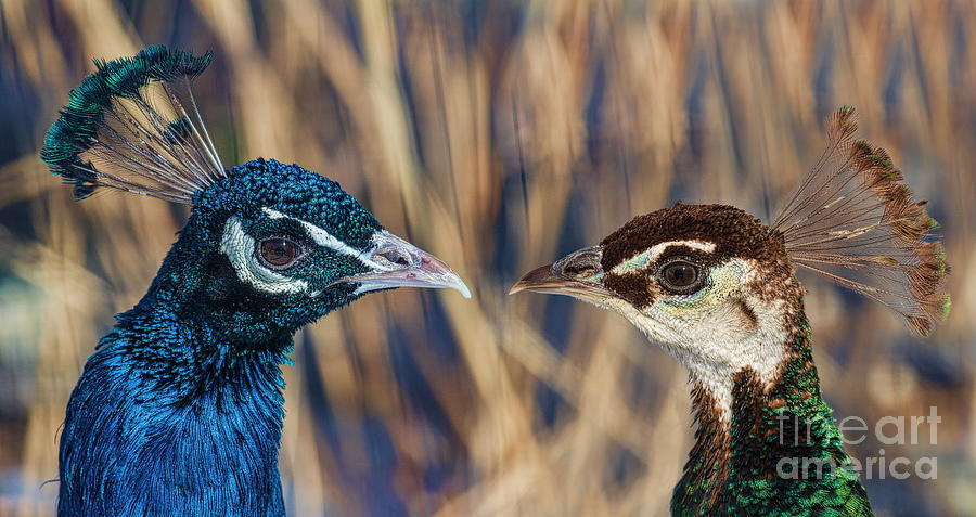 Fascinator Peacocks Photograph by Barbara McMahon
