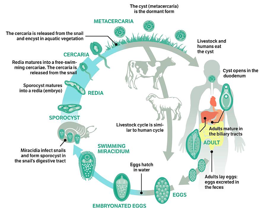 Fasciolosis Life Cycle Photograph by Jose Antonio Penas/science Photo