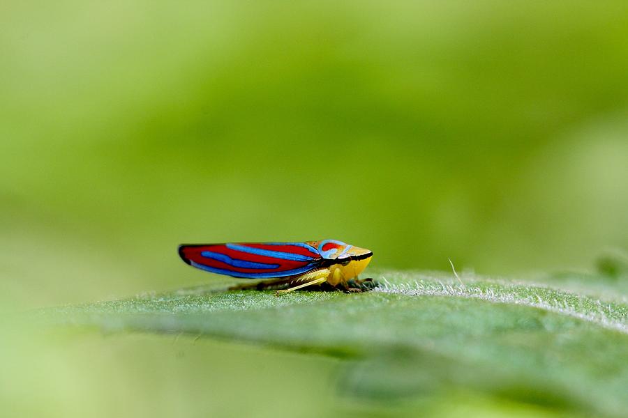 Fashion Bug - Leafhopper Photograph by Andrea Lazar