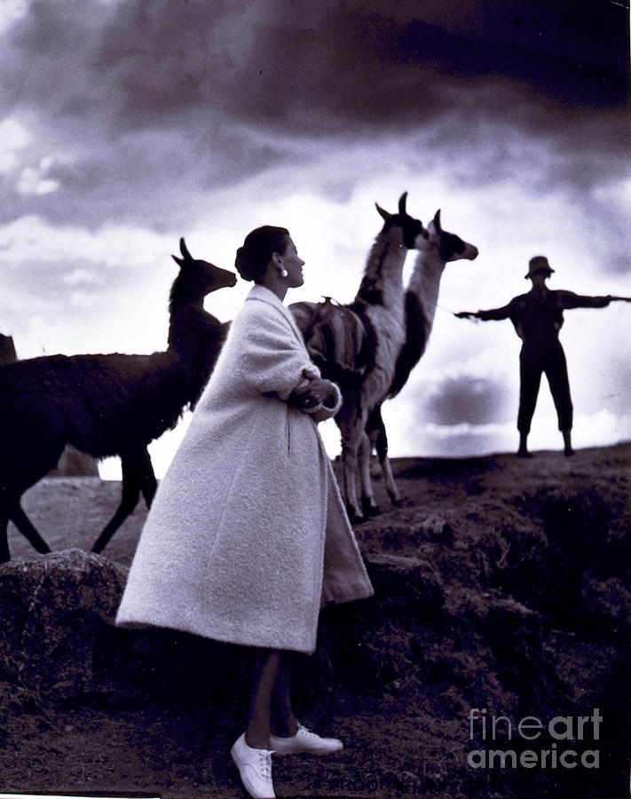 Fashion Model With Llamas, 1952 Photograph by Science Source