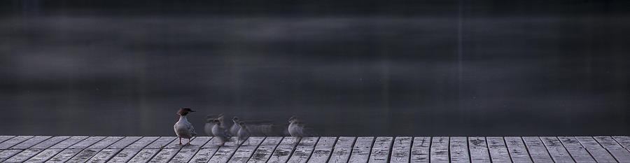 Duck Photograph - Fast Ones by Aaron Bedell