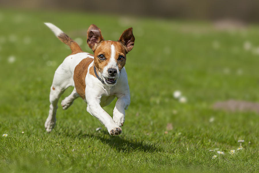 Fast rinning Jack Russel Terrier! Photograph by @Hans Surfer