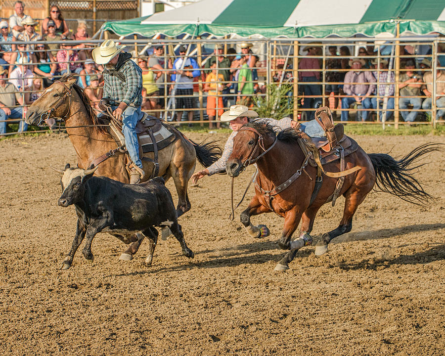 Fast Rodeo Images Fast Steer Photograph by Marlene Andrew - Fine Art America