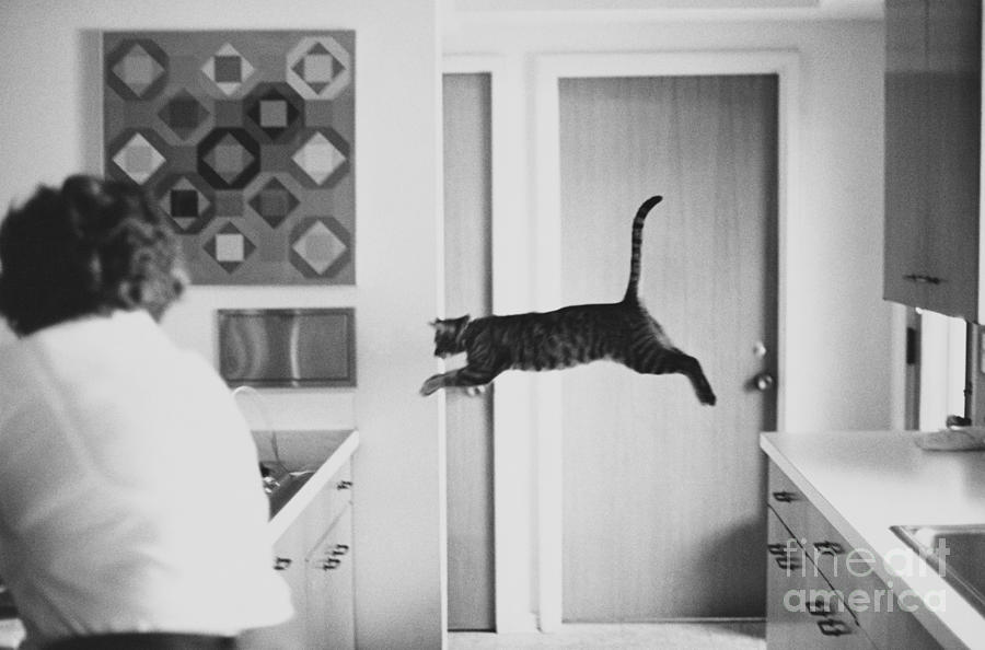 Animal Photograph - Faster Than A Speeding Bullet by Lynn Lennon
