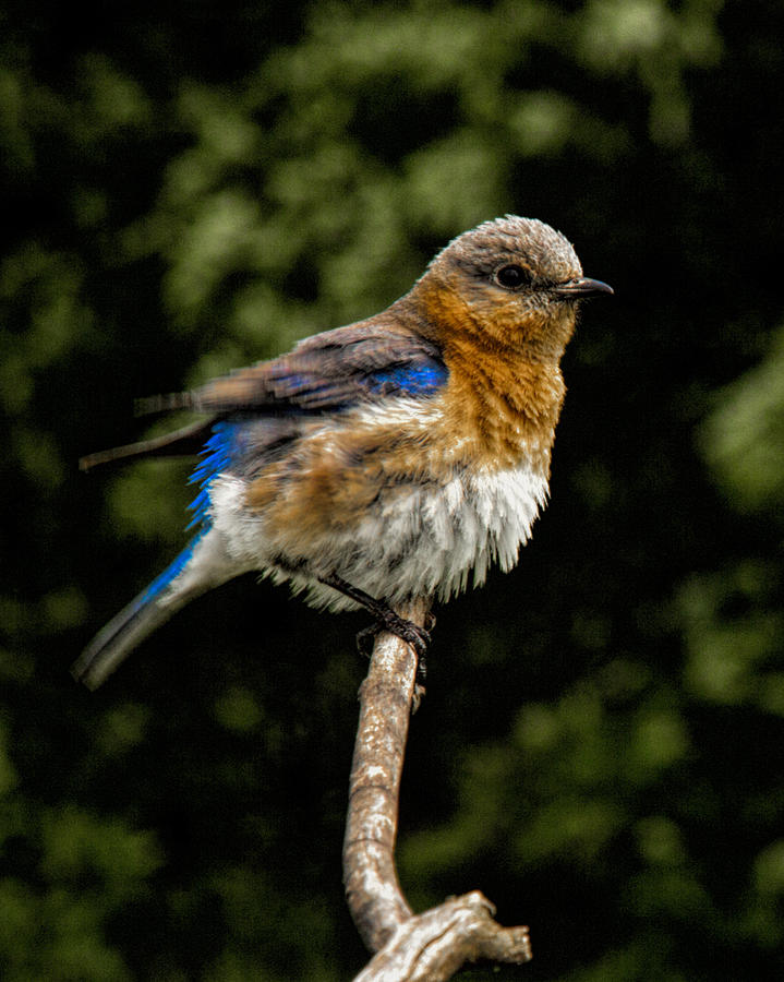 Fat Bluebird Photograph by John Crothers