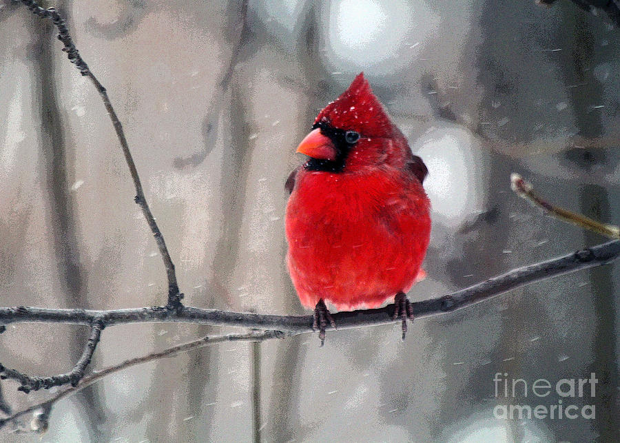 Fat Cardinal in the Snow Photograph by Catherine Sherman