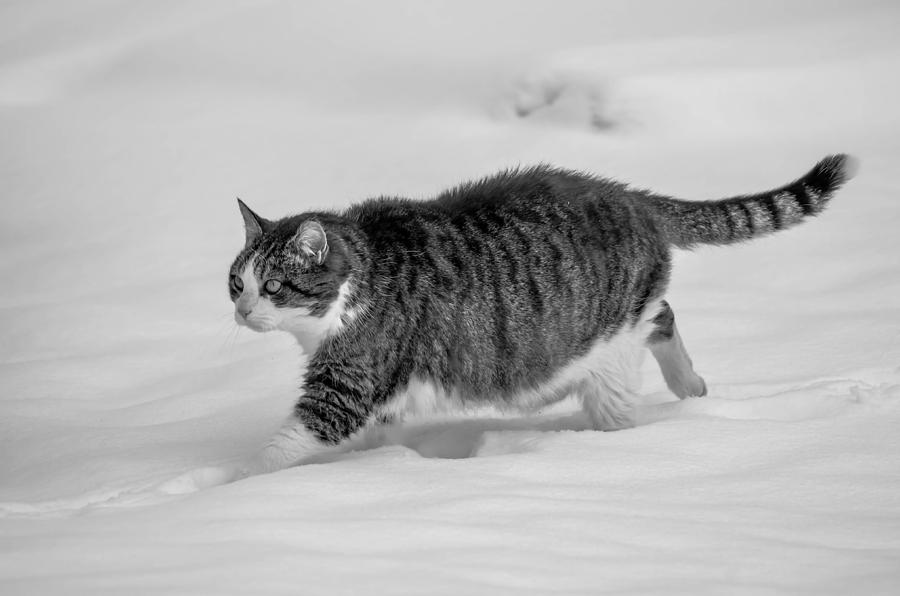 Fat Cat Photograph by Brian Stevens