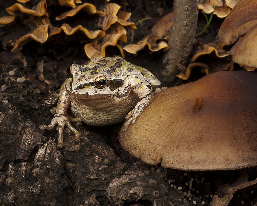 Frog Photograph - Fat Frog by Jean Noren