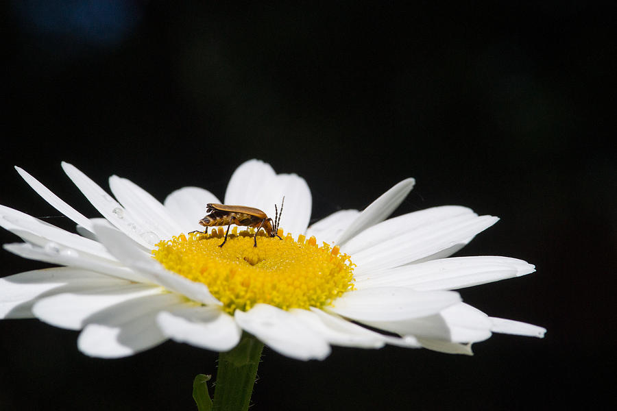 Daisy Photograph - Fat Lightning Bug Feeding on Daisy Pollen by Douglas Barnett
